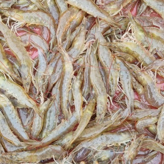 北海南美白对虾，基围虾，塘头捉，一手货源，冰鲜，或者速冻发货