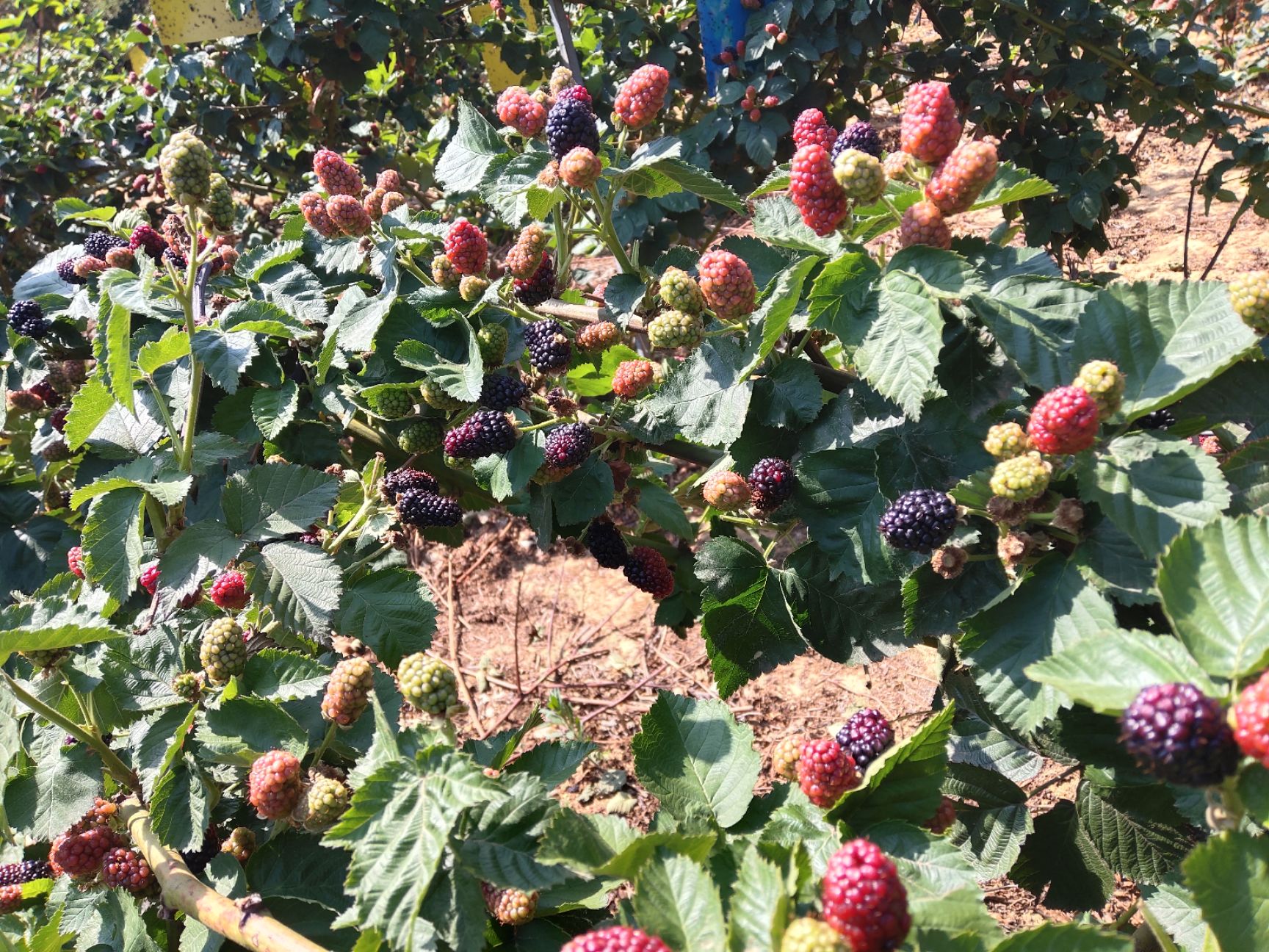 黑莓  黑树莓  果 苗