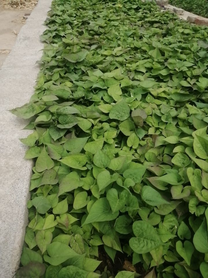 济薯25红薯苗 各种优质红薯苗