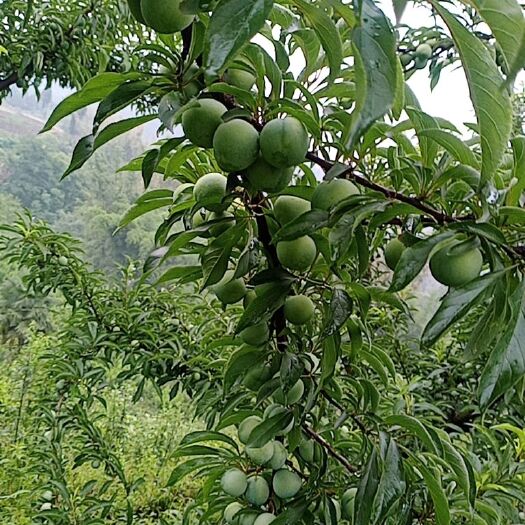荣县 蜂糖李