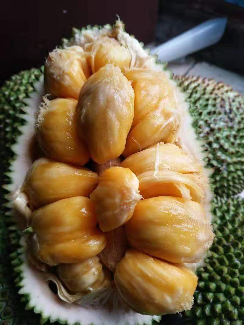 菠萝蜜苗 正品嫁接苗 四季开花结果 带土带叶发货 苗圃直销