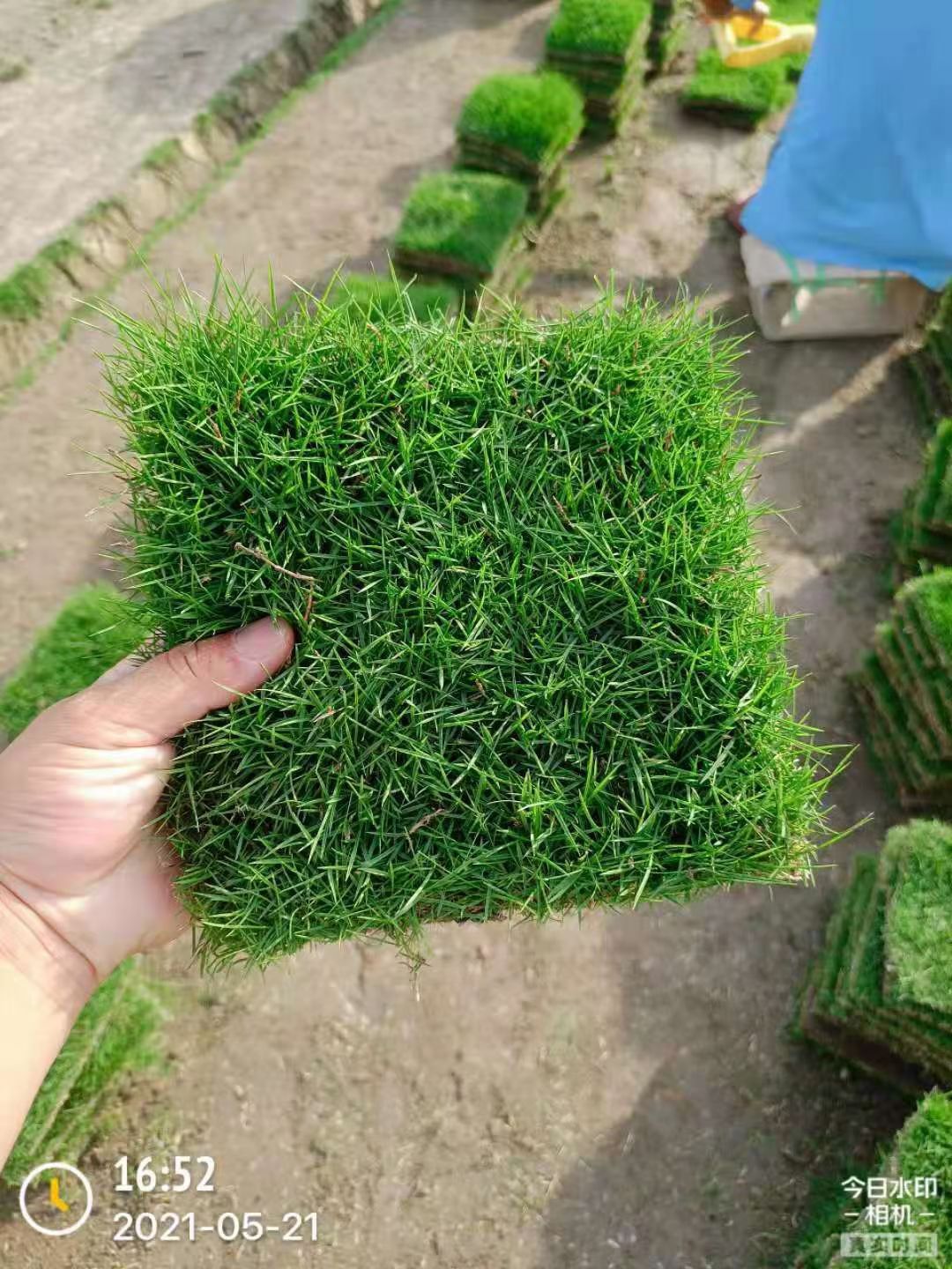 马尼拉草皮  草坪   马尼拉