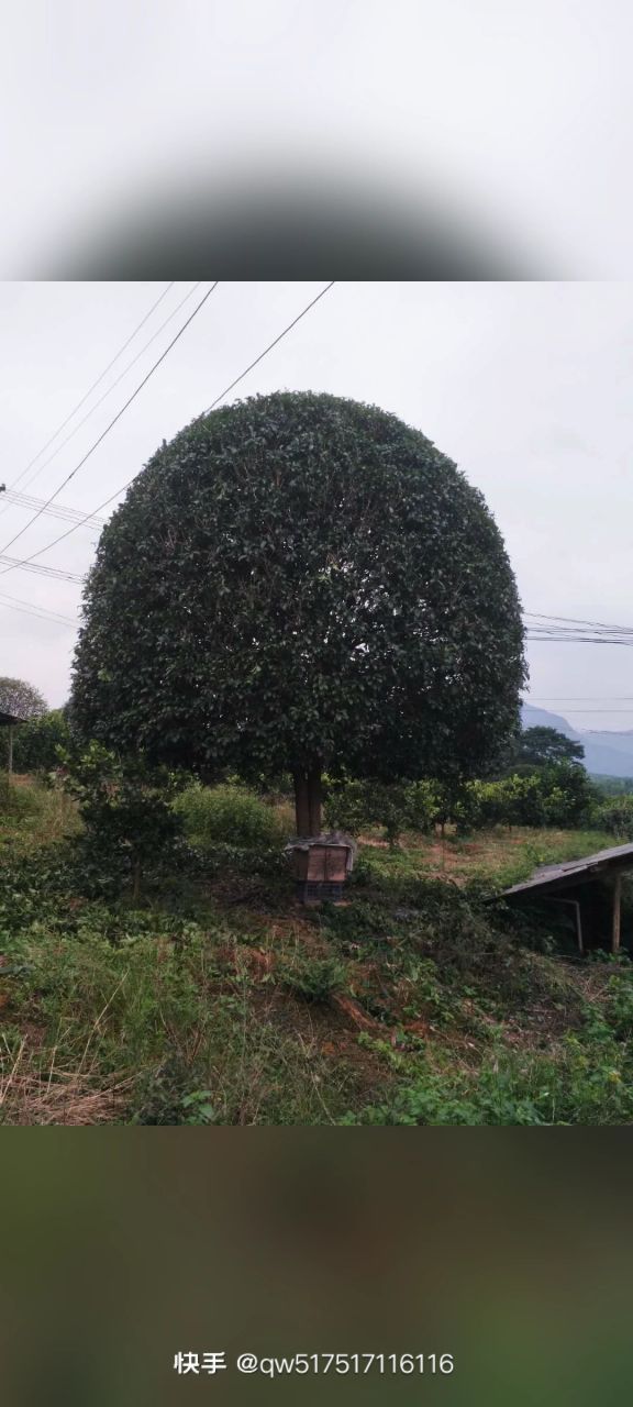 桂花树八月桂  普通桂花树【产地直发】品质保证，量大从优