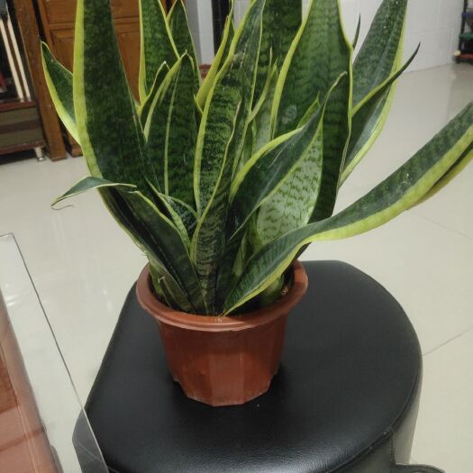 漳州虎皮兰 唬皮兰