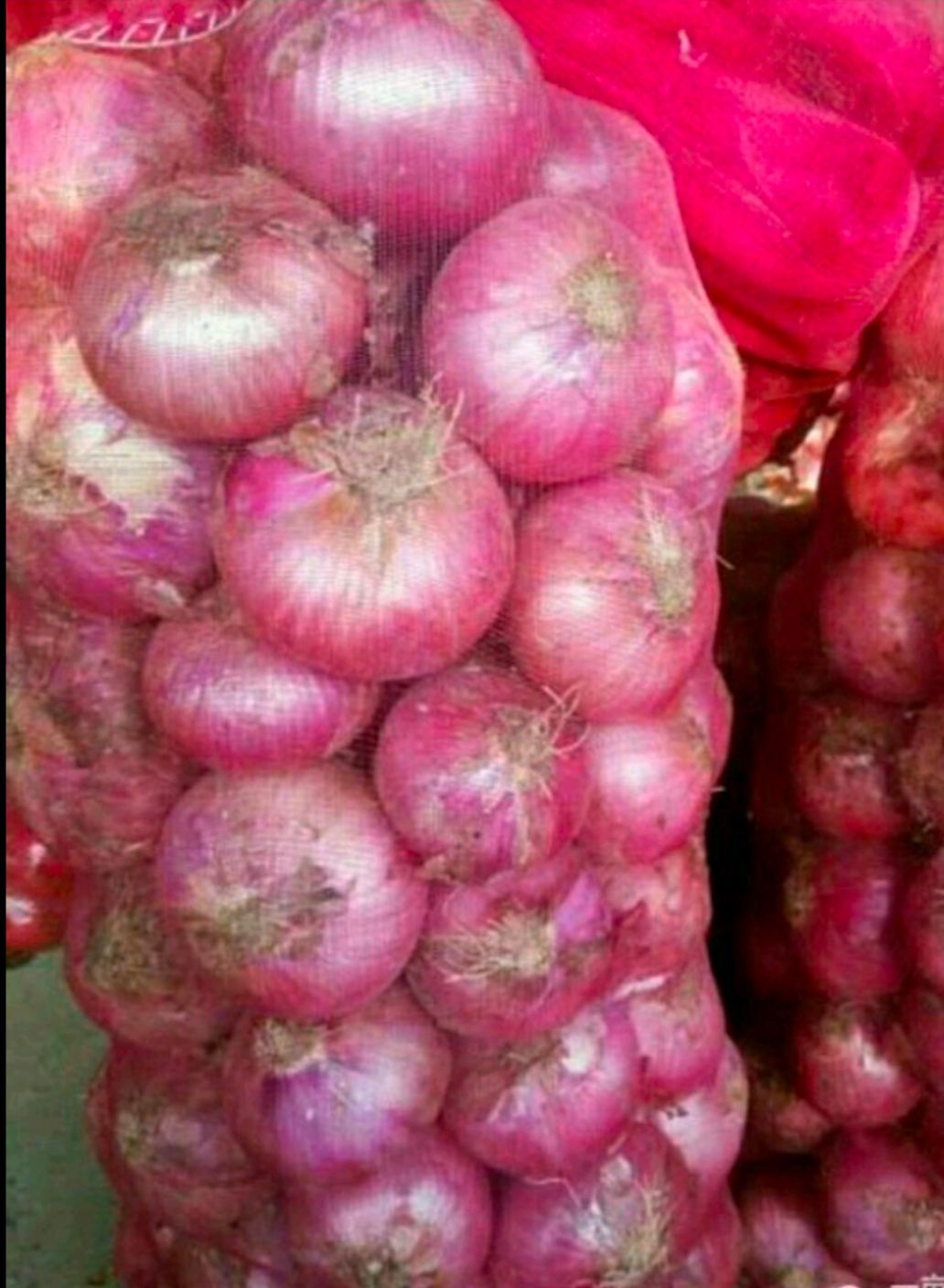 红皮洋葱  聊城二红洋葱基地种植，月底大量上货！