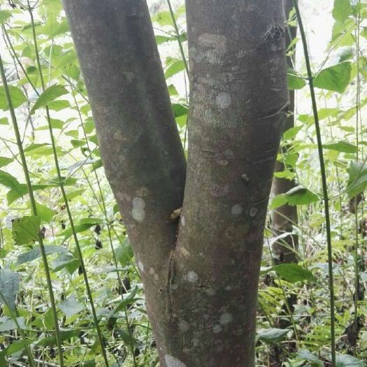 信宜市奇楠沉香树 沉香树