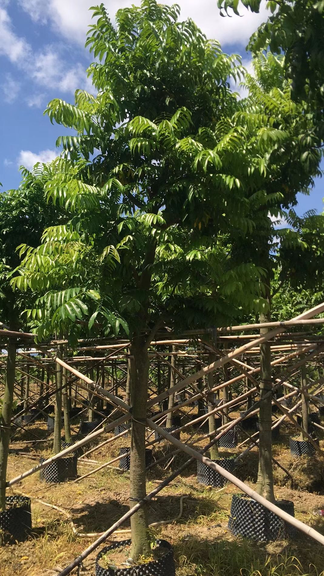 仁面子树（人面子）米径：10-12-15-30公分假植苗