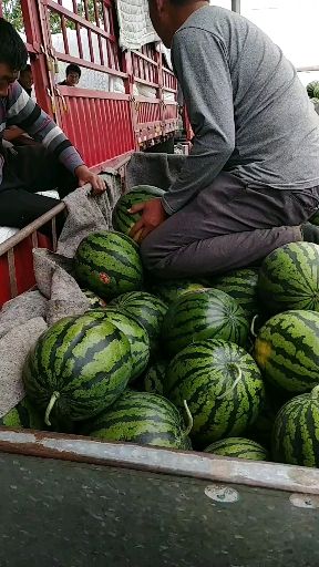 精品甜王西瓜