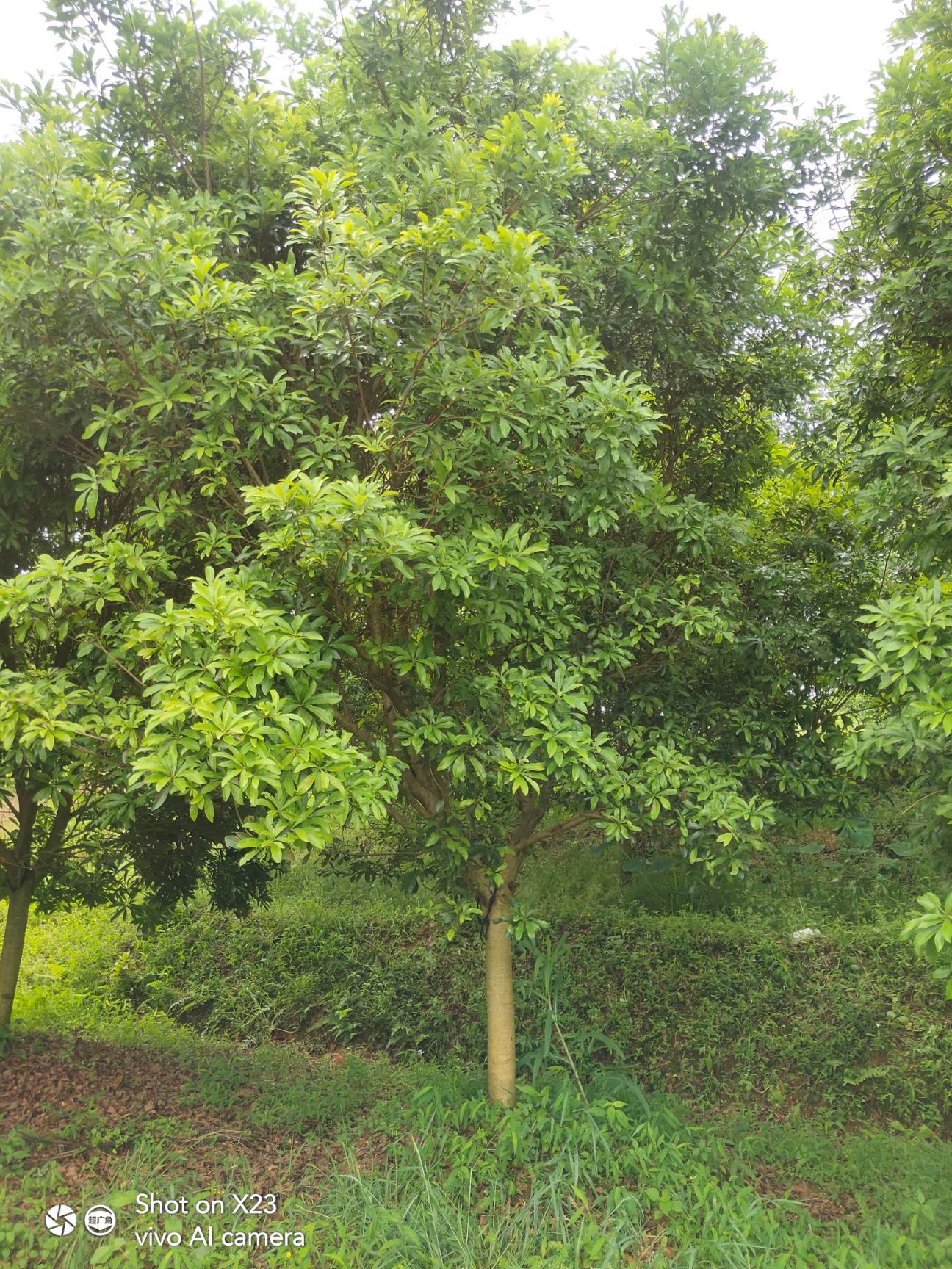  杨梅树  高杆一米分枝