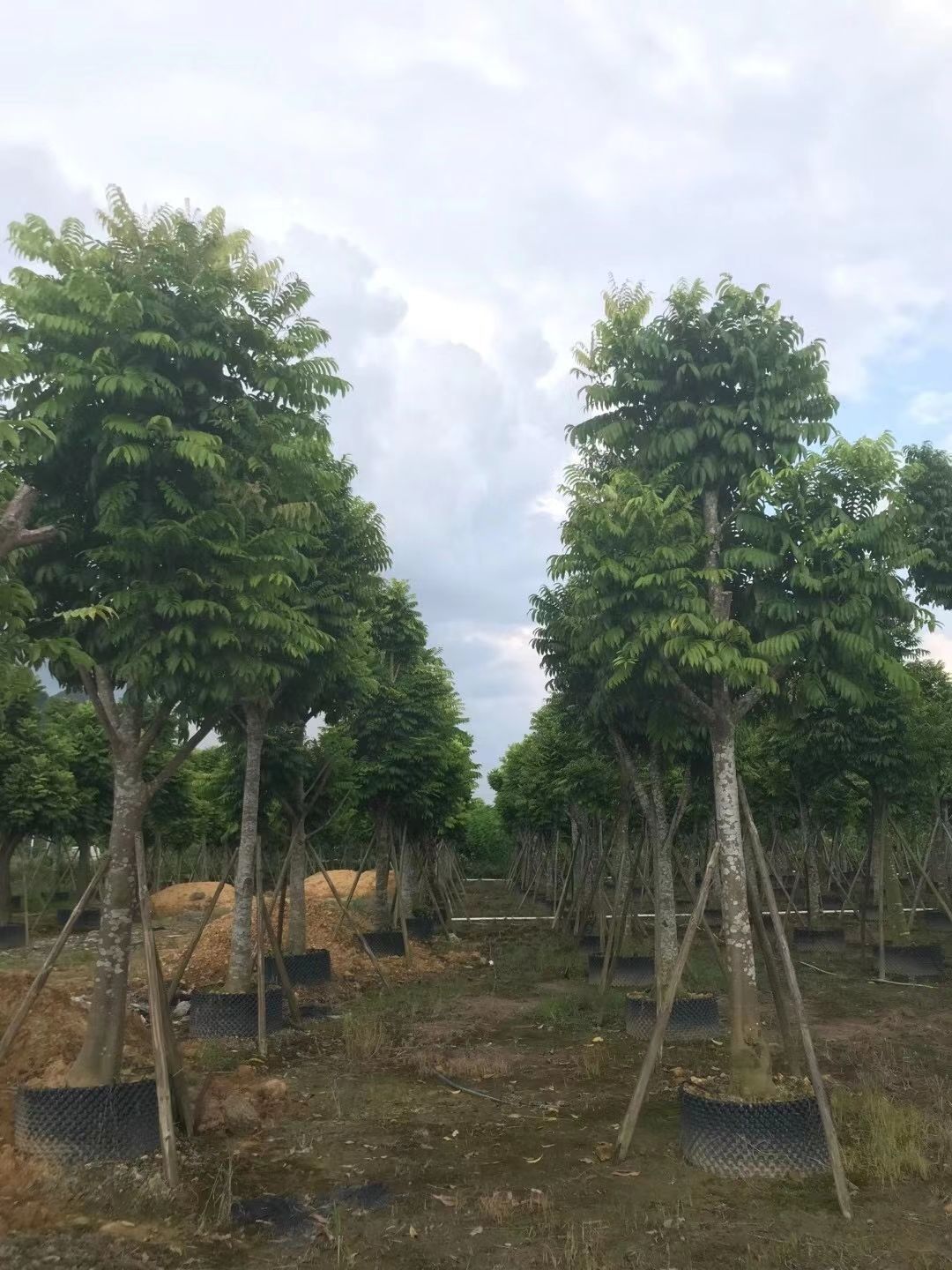 仁面子树（人面子）米径：10-12-15-30公分假植苗