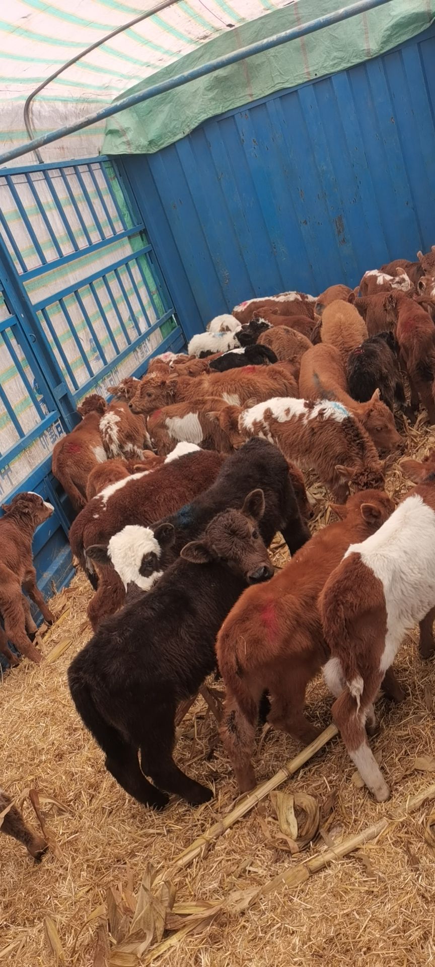 改良黄牛犊，长势喜人，骨架大