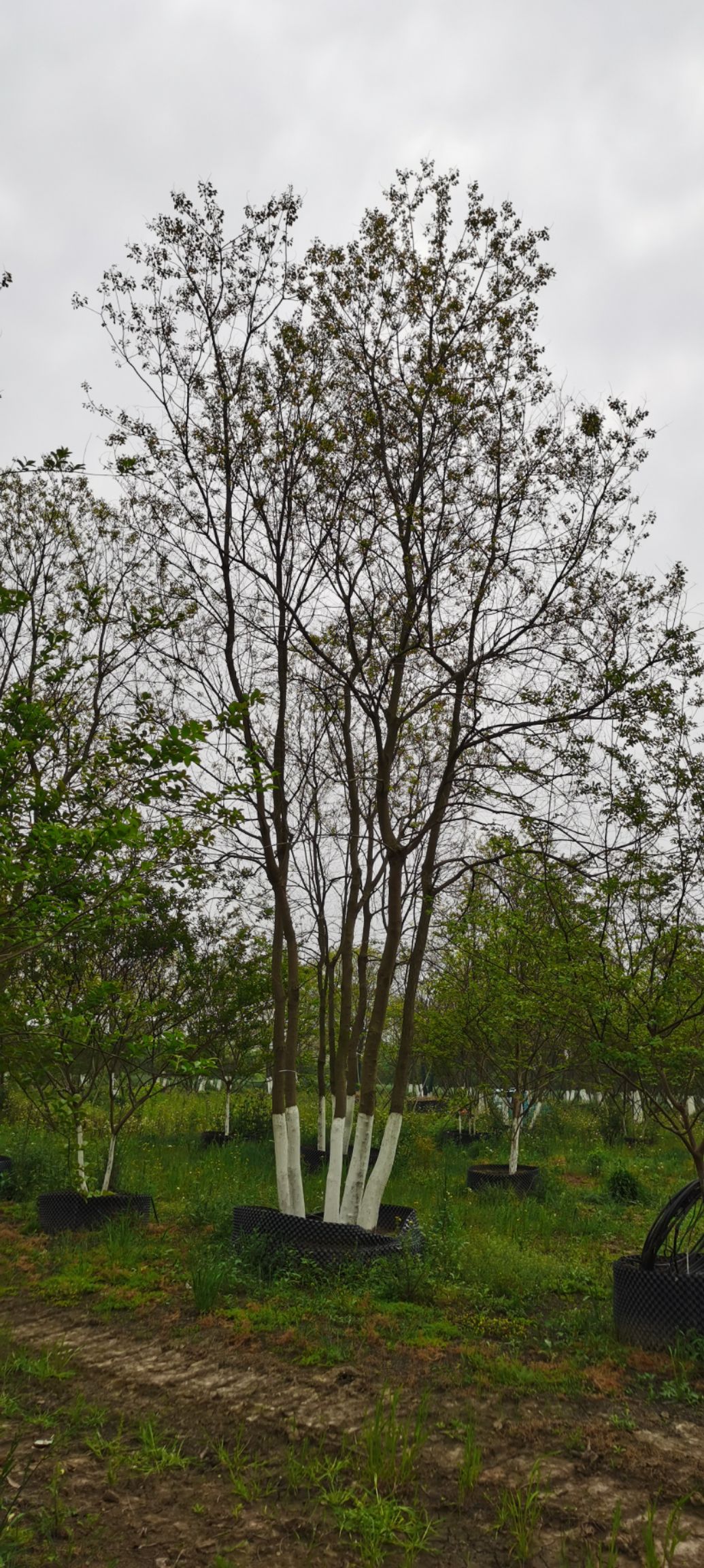丛生乌桕