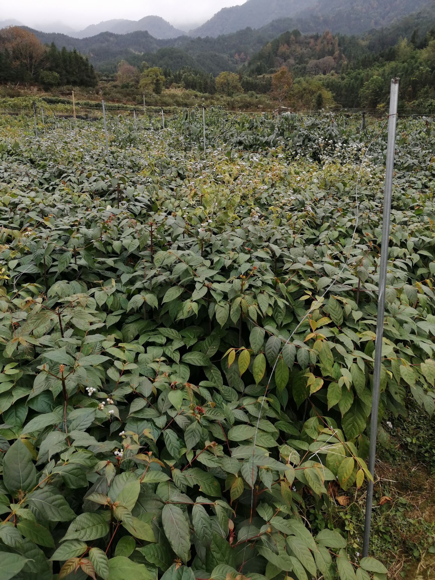 广西黄金金钩藤苗双钩藤红芽钩藤苗高含量钩藤苗
