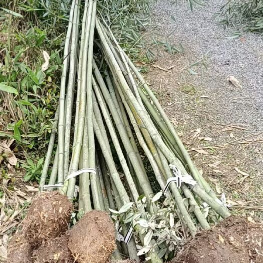 九江 江西刚竹基地批发，九江紫竹自产自销，实心竹供应，竹子基地经营