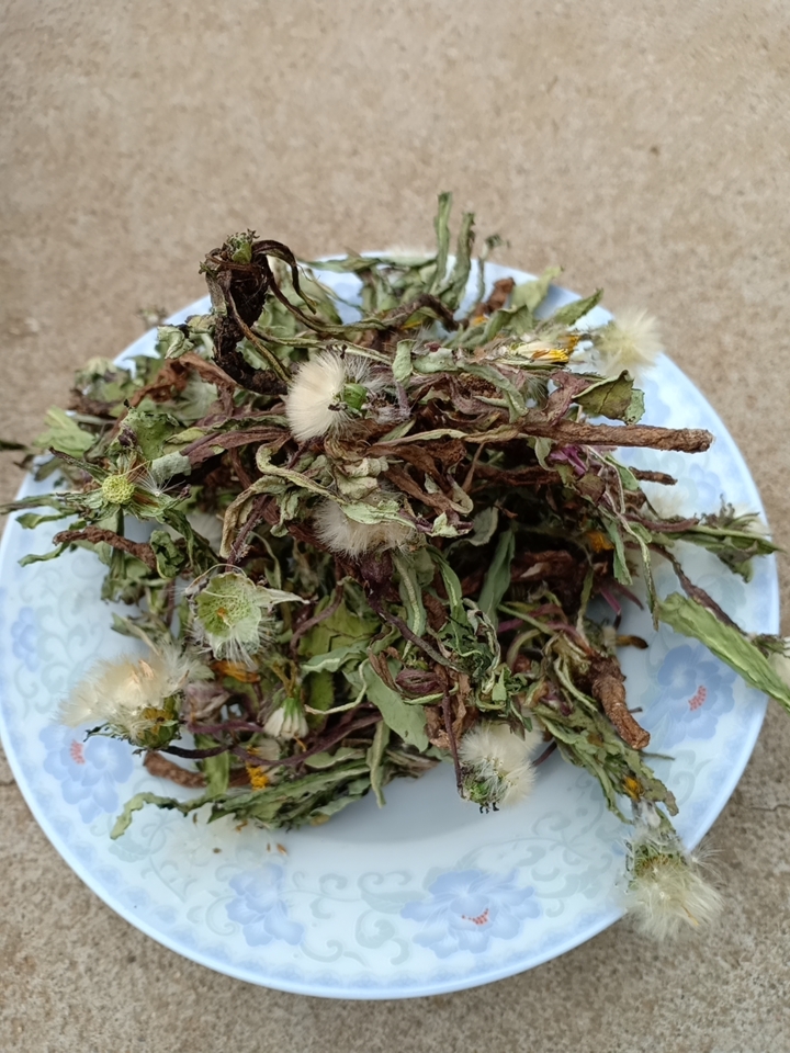 蒲公英茶  沂蒙山区里的优质蒲公英，产地直销，都是早期货