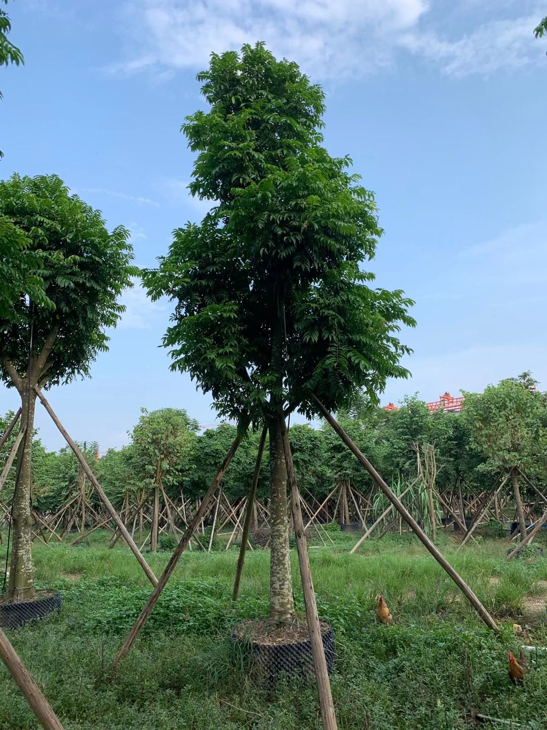 仁面子树（人面子）米径：10-12-15-30公分假植苗