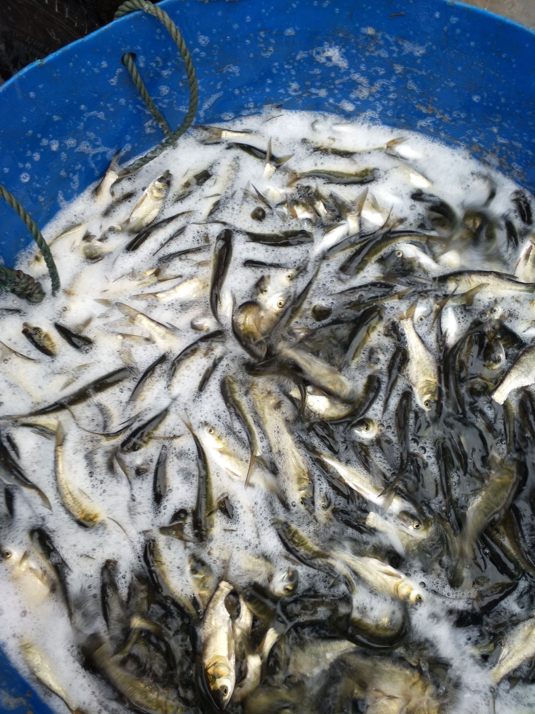 热销花白鲢鱼苗 放养鱼塘 包运输下塘提供技术指导货到付款