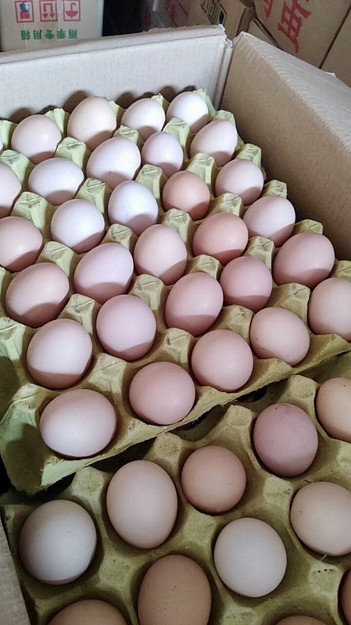 新华土蛋 江汉土蛋 自家养殖 码数齐全 货源充足 质优价廉