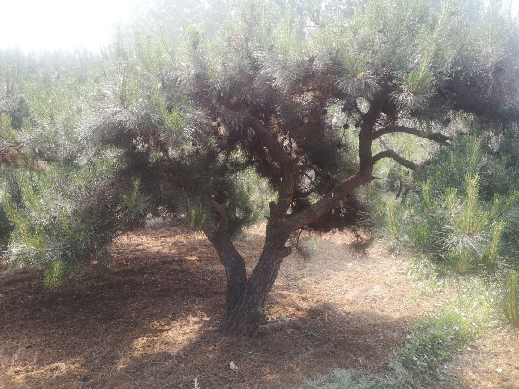 天津蓟州区200亩苗圃整体转包