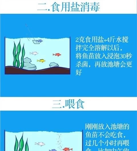 黄尾鲴鱼苗  黄尾鱼苗红尾鱼苗黄尾密鲴苗黄姑子黄尾巴