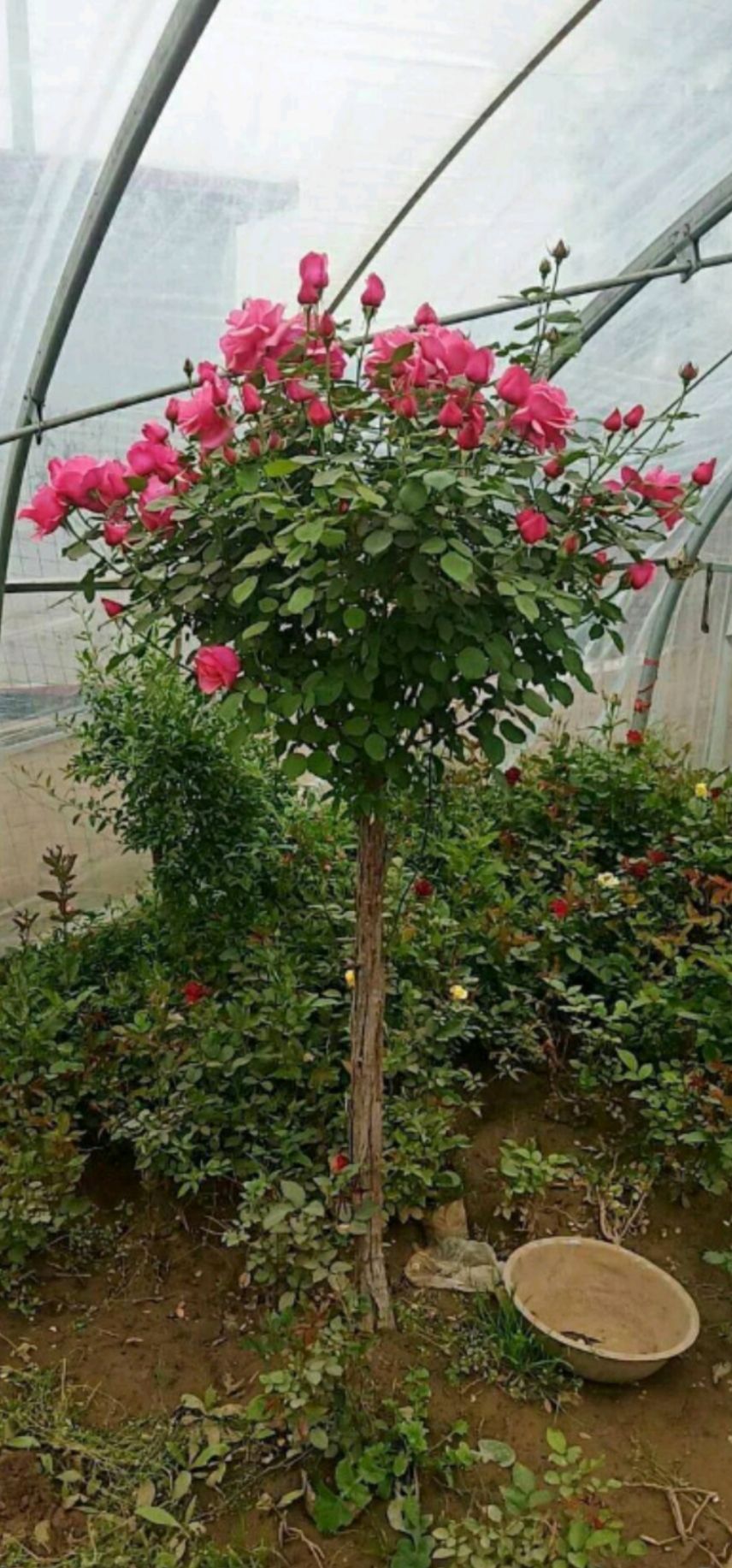 树状月季  树桩月季