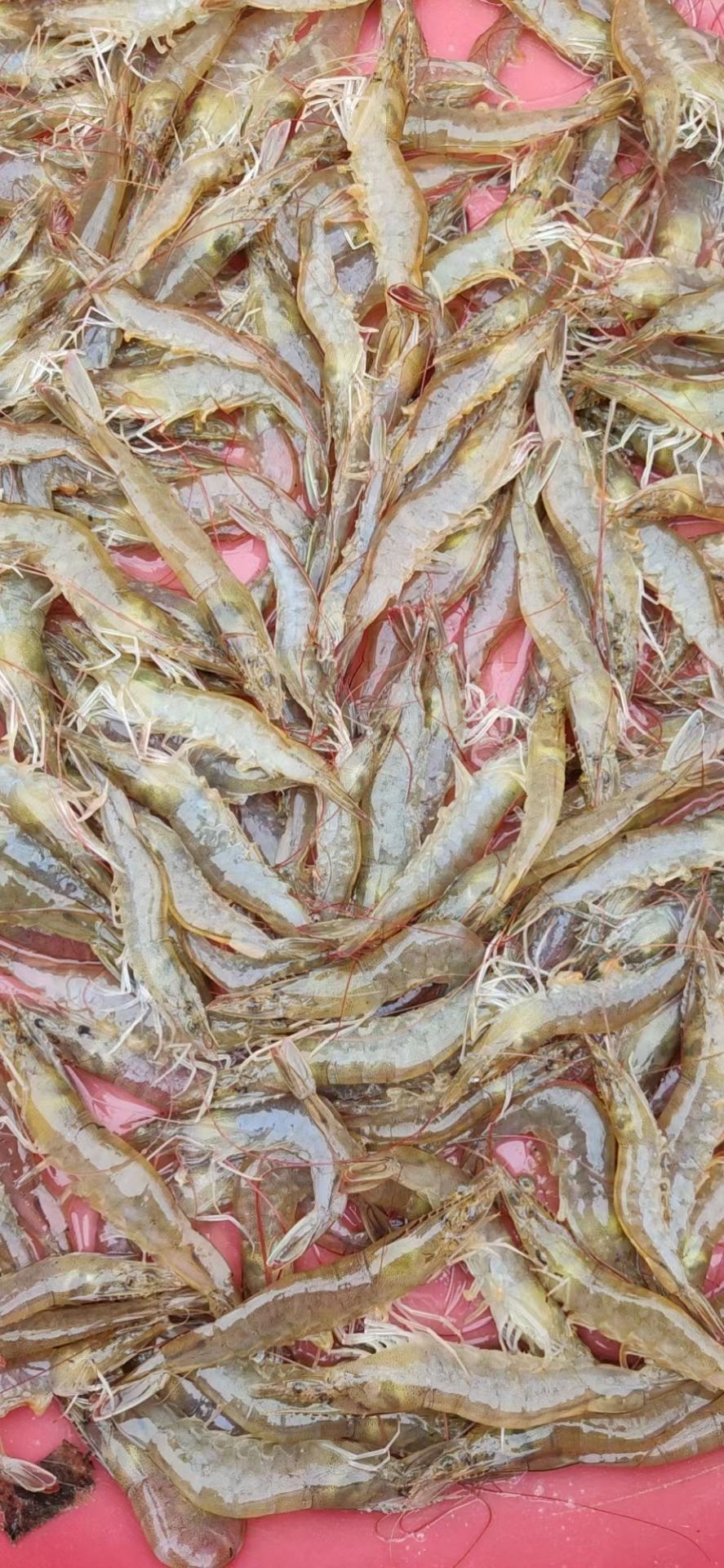 南美白对虾，基围虾，塘头捉，一手货源，冰鲜，或者速冻发货