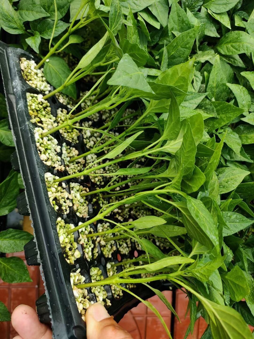 螺丝辣椒苗  辣椒苗，螺丝椒，线椒苗，陇椒苗，泡椒苗