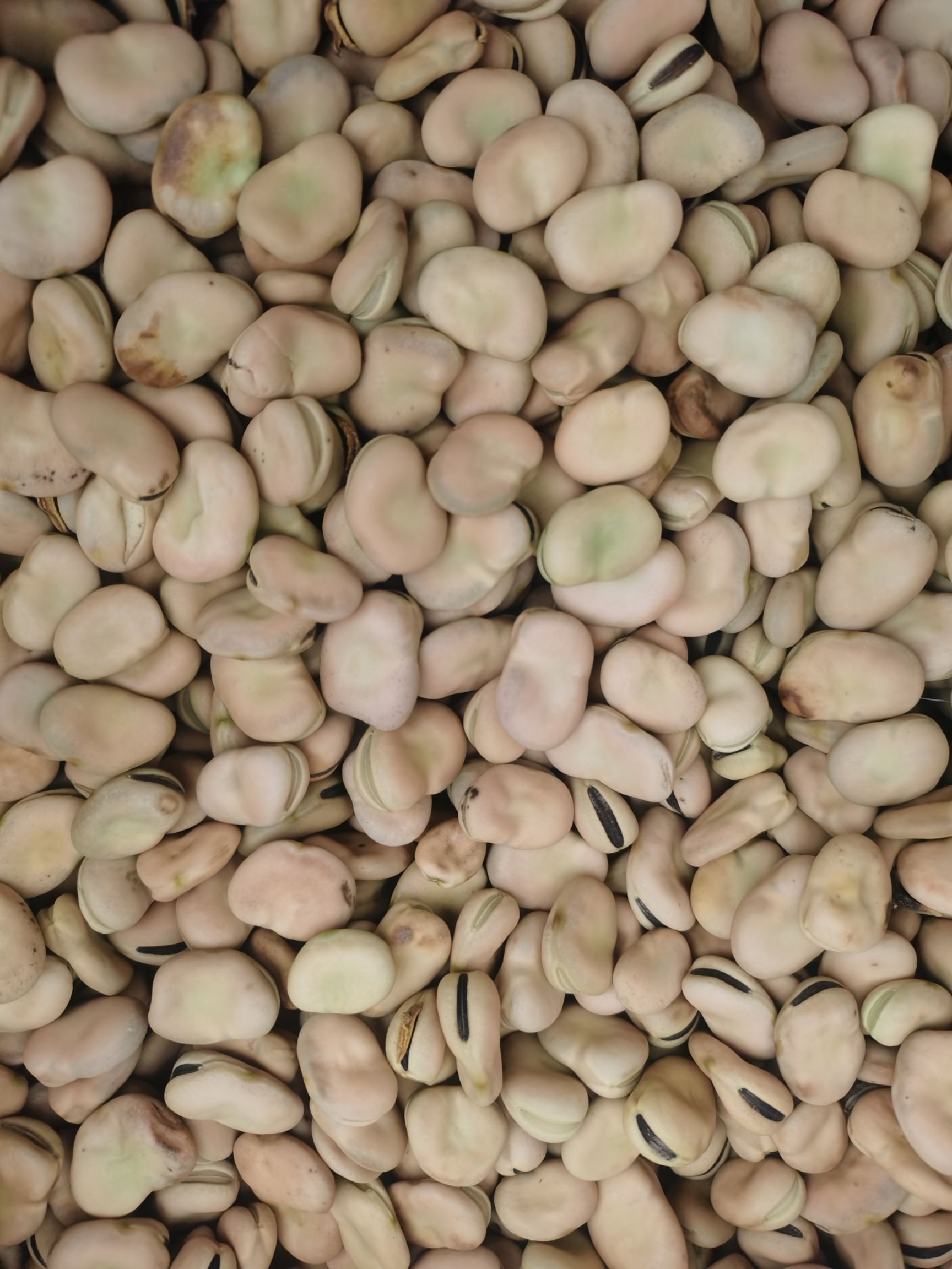 品蚕  大量供应蚕豆种豆、饲料豆通货蚕豆