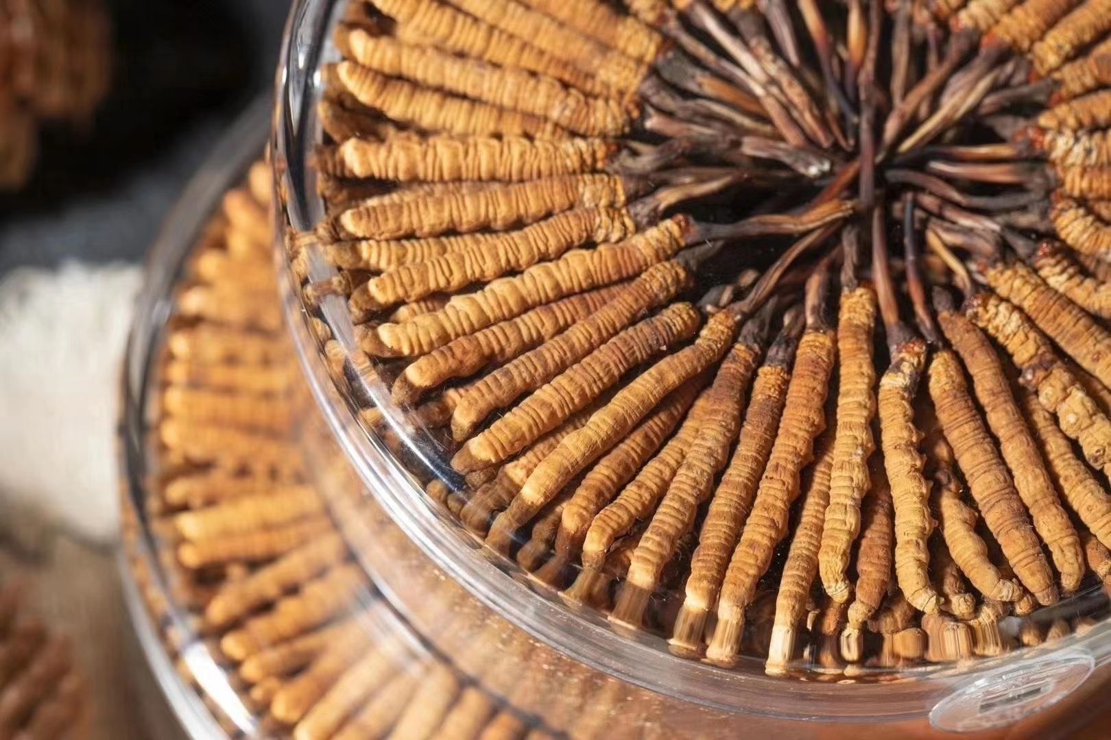 西藏那曲冬虫夏草精选一手货源无牙签无断草