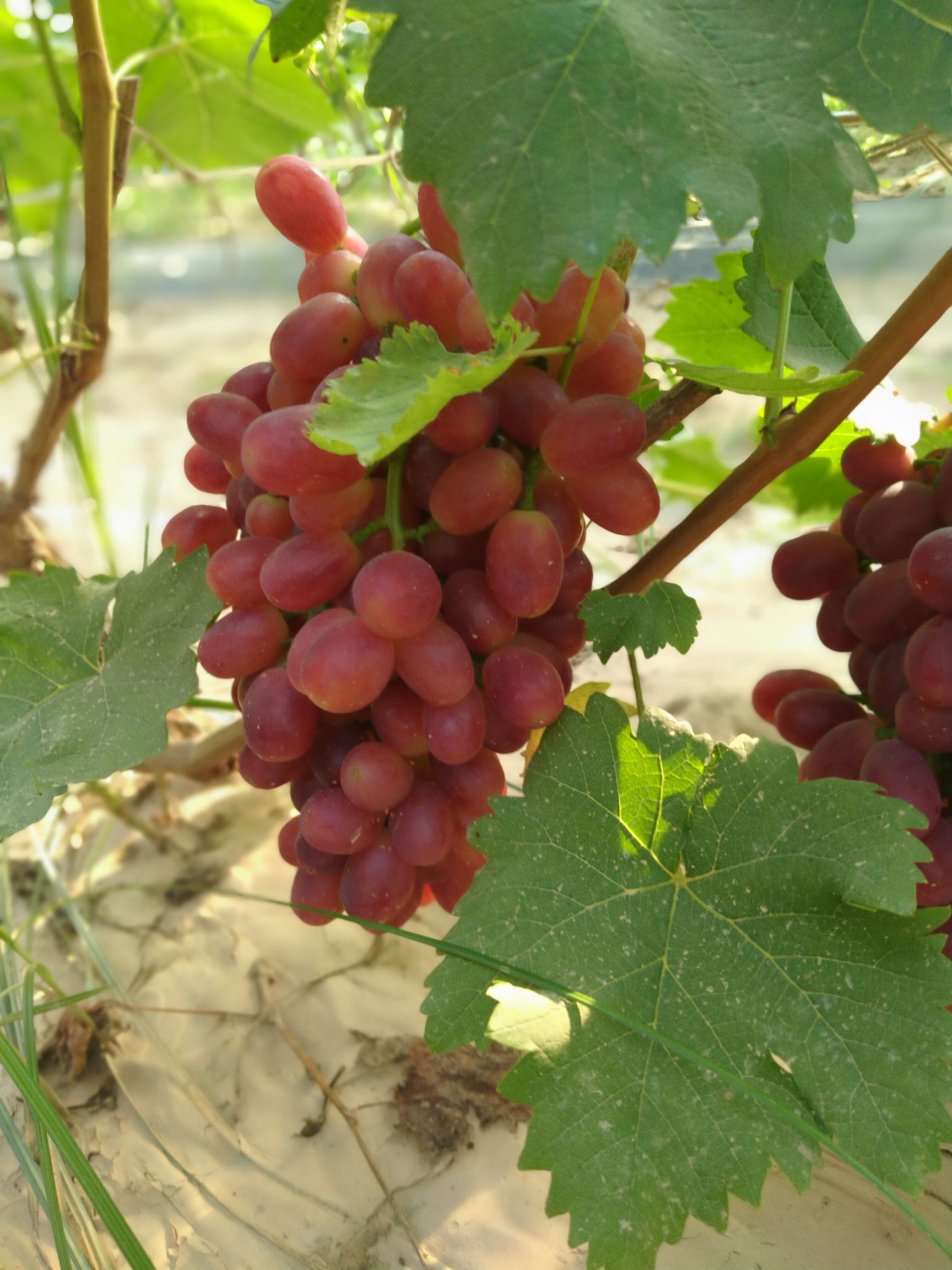 甜红玉  巨盛一号葡萄