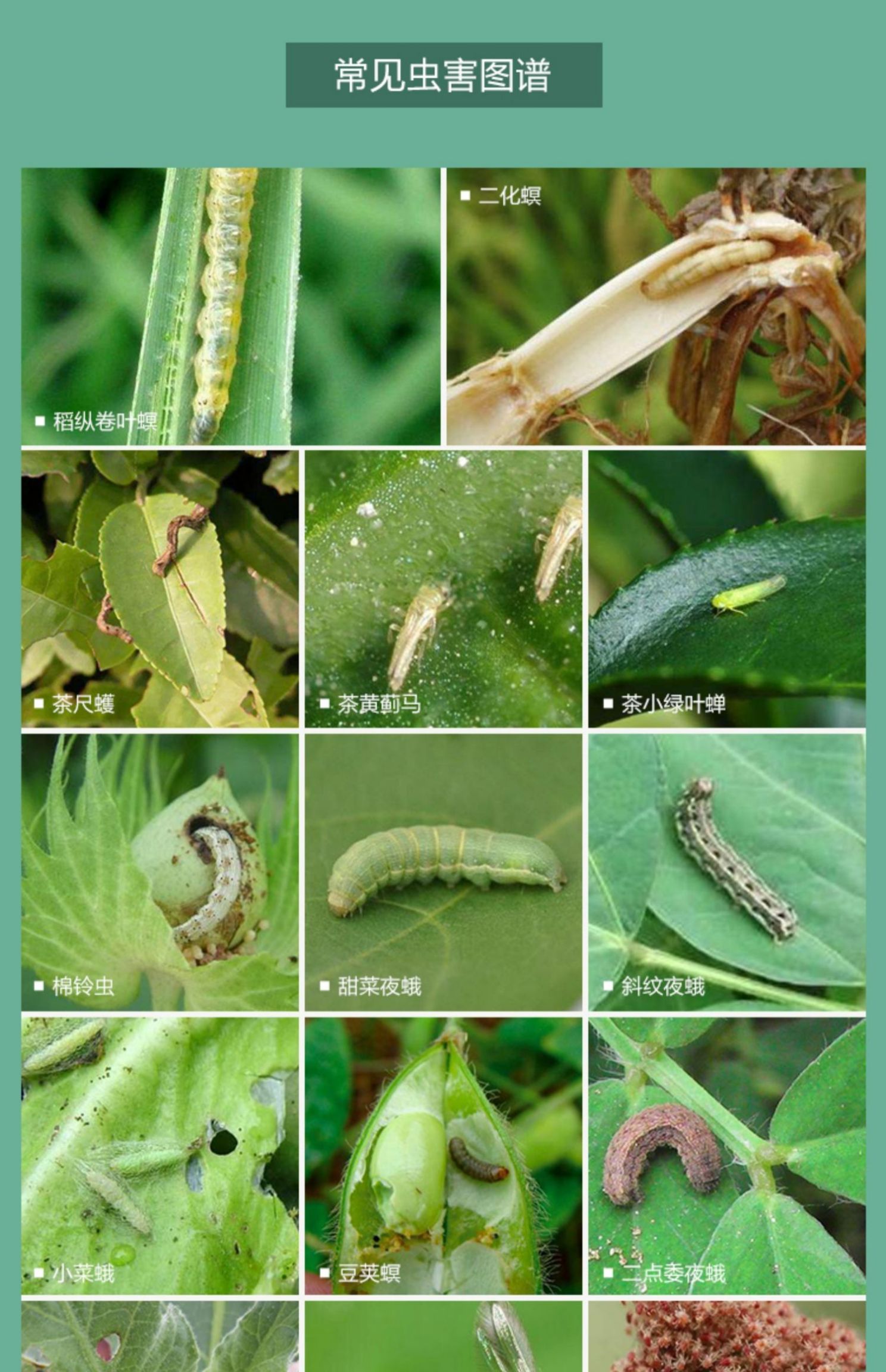 12%甲维盐虫螨腈菜青虫棉铃虫玉米螟钻心虫草地贪夜蛾蔬菜果树