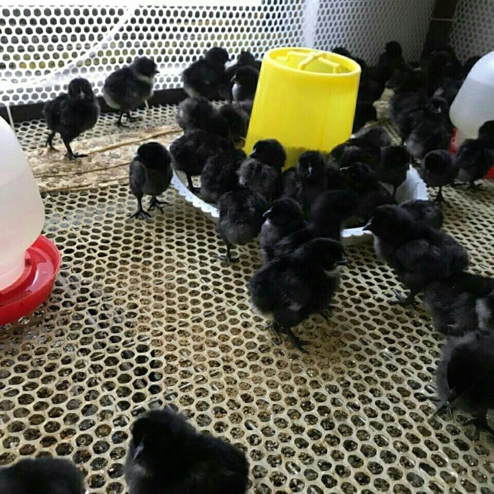 鸡苗 绿壳蛋鸡苗 五黑鸡苗