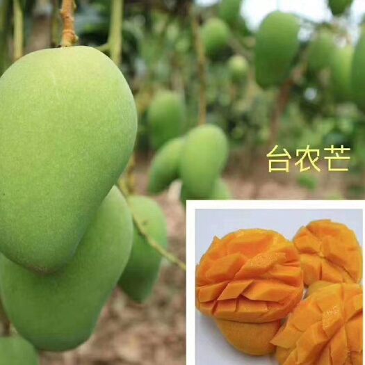 百色百色台农芒果