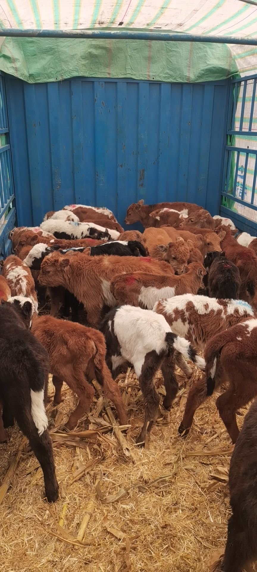 杂交牛  吃草小牛犊