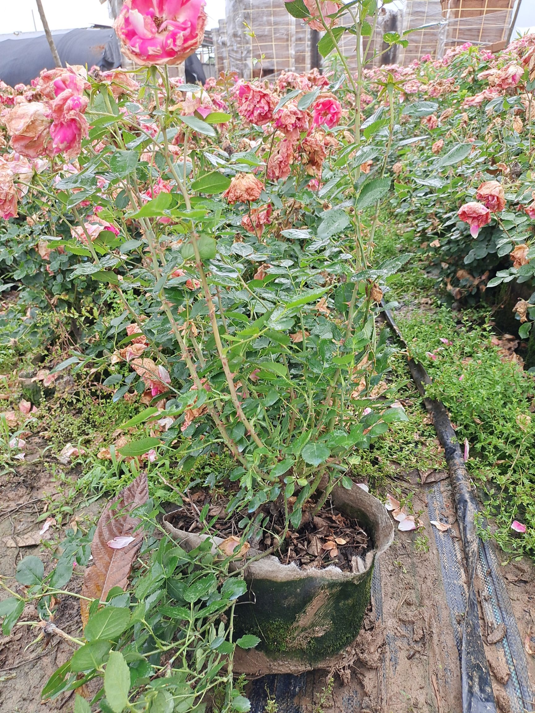 大花月季 大盆花