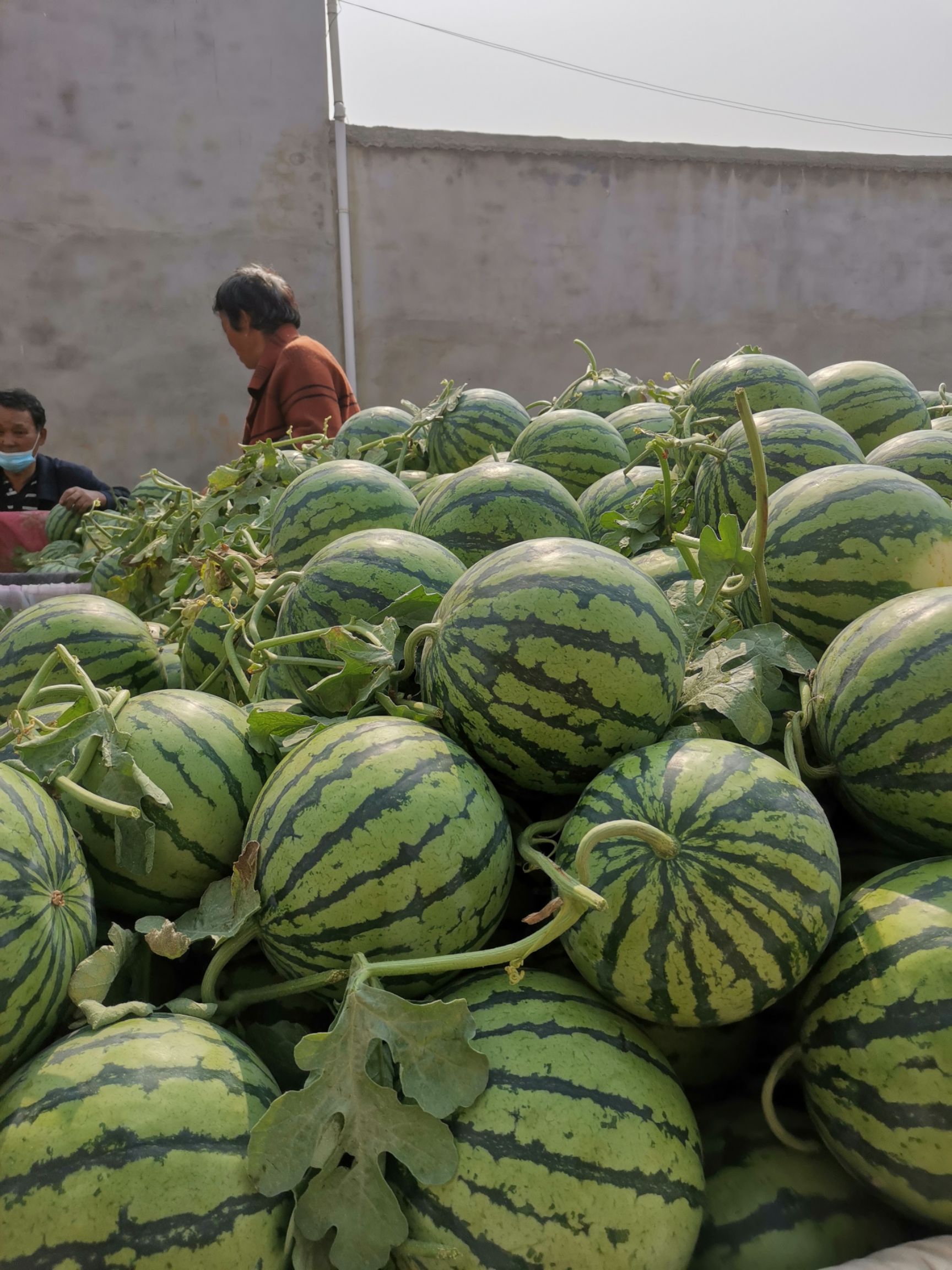 8424西瓜大量上市,产地直销,包熟包甜,寻求合作.