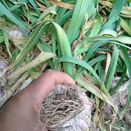 乐陵市红皮蒜 大蒜