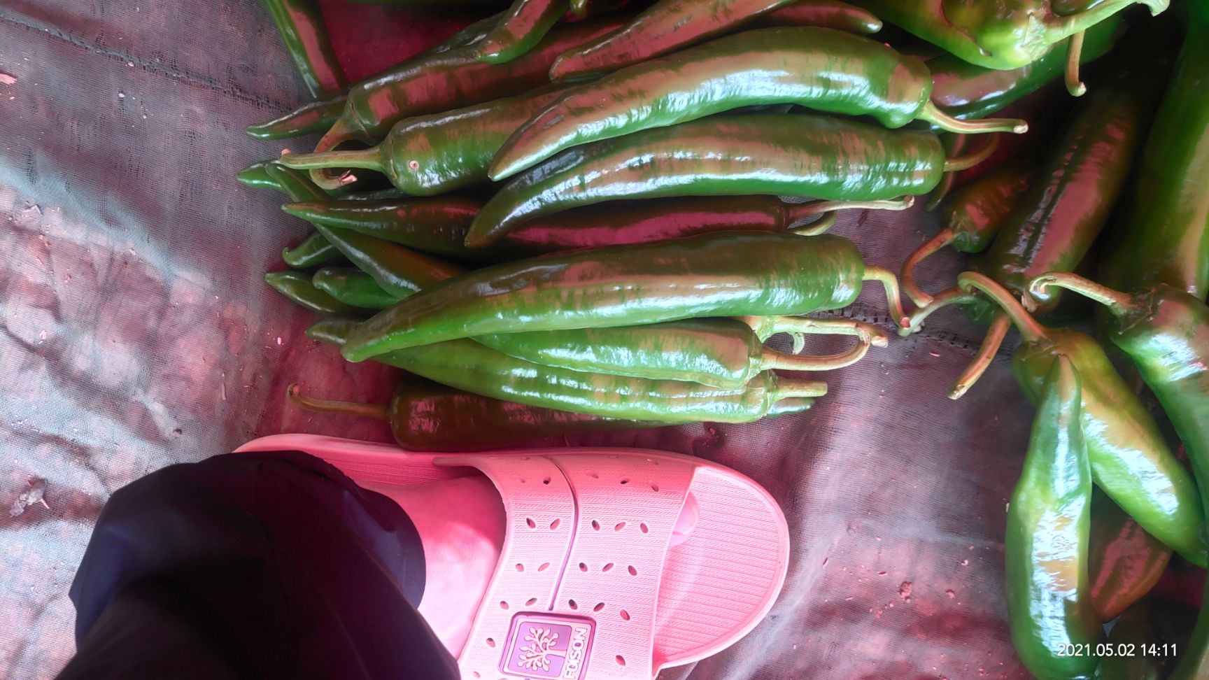 青泡椒  大青椒和青线椒、螺丝椒