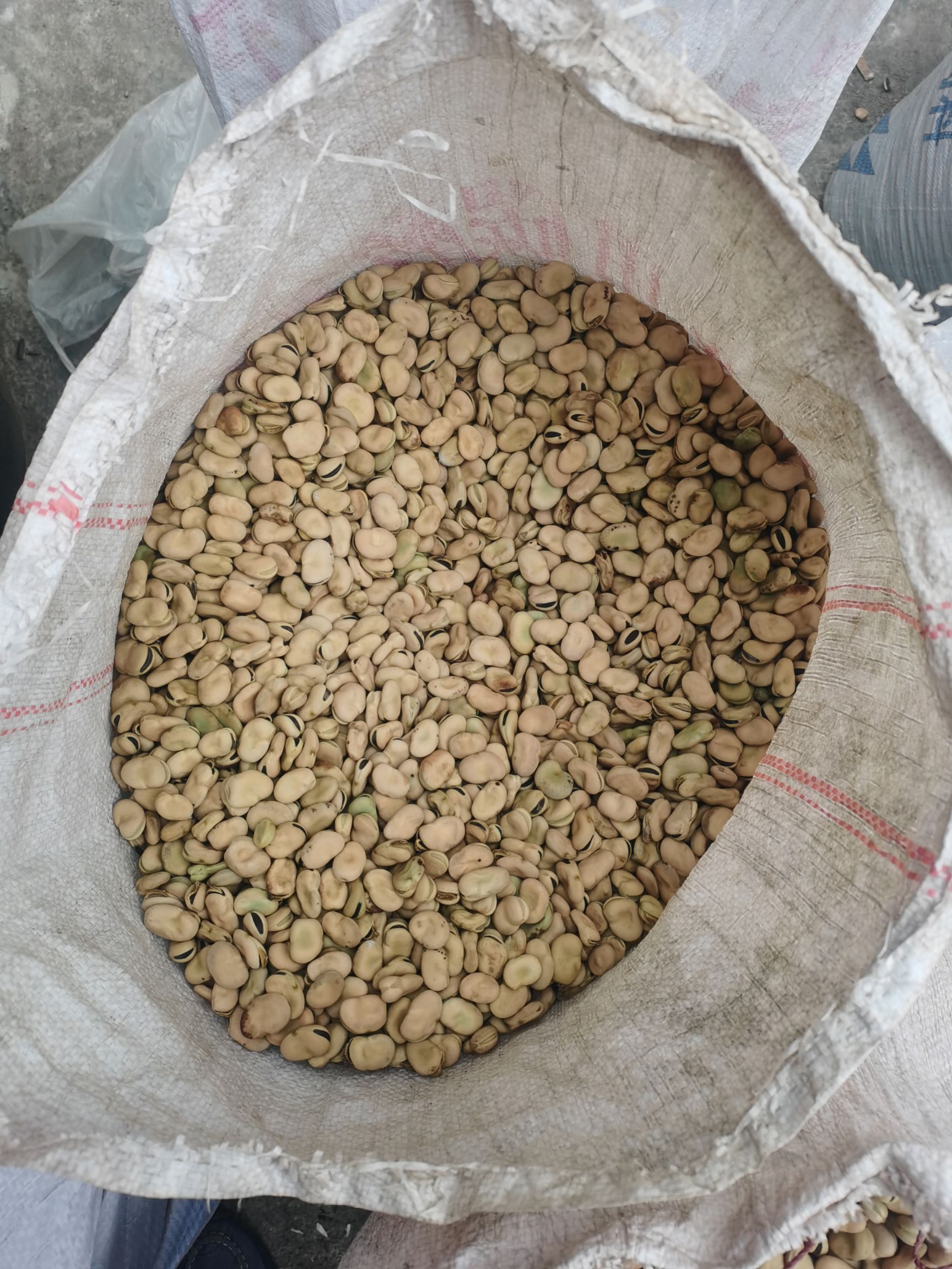 品蚕  大量供应蚕豆种豆、饲料豆通货蚕豆