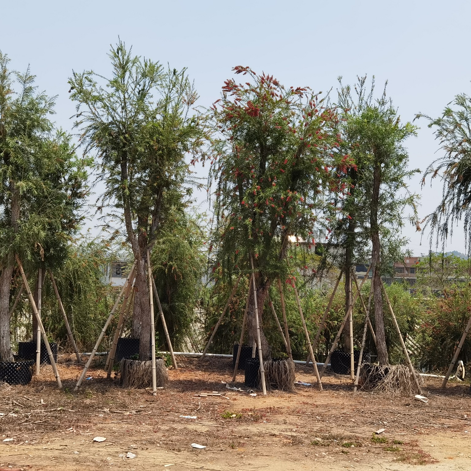 [串钱柳批发]广东产地批发串钱柳(红千层)米径5-8-12-15公分袋苗价格