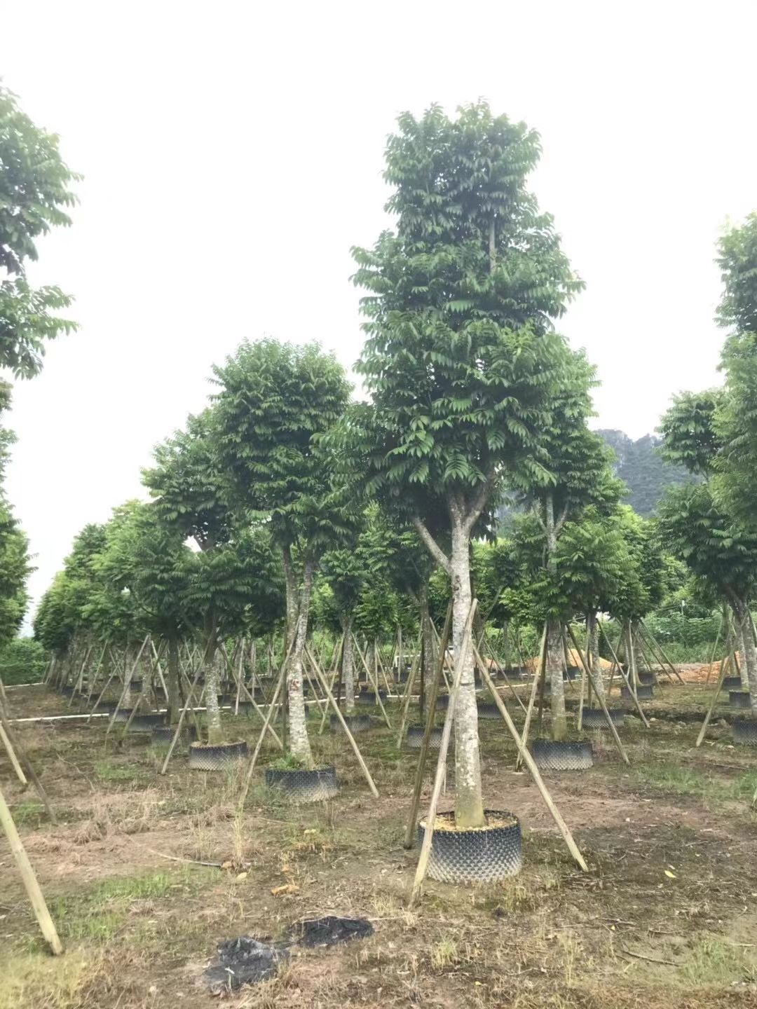 人面子树  批发自家仁面子（人面子）米径：12-15公分袋苗 假植苗