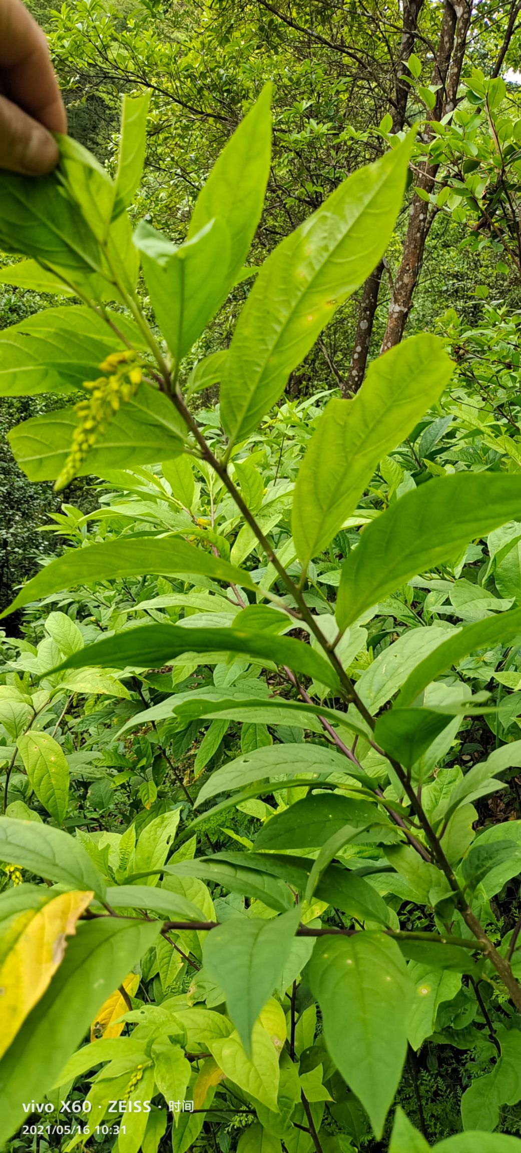 黄花倒水莲种苗  黄花倒水莲