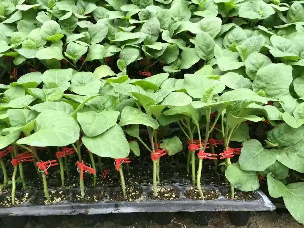 茄子苗，嫁接黑宝，直根系