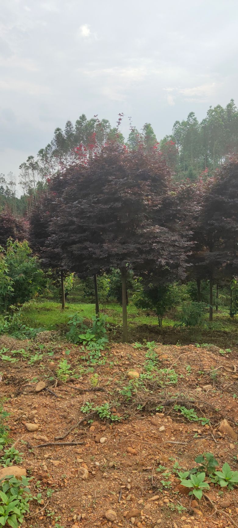 红枫，鸡爪槭【基地直发】品质保证，量大从优，电议