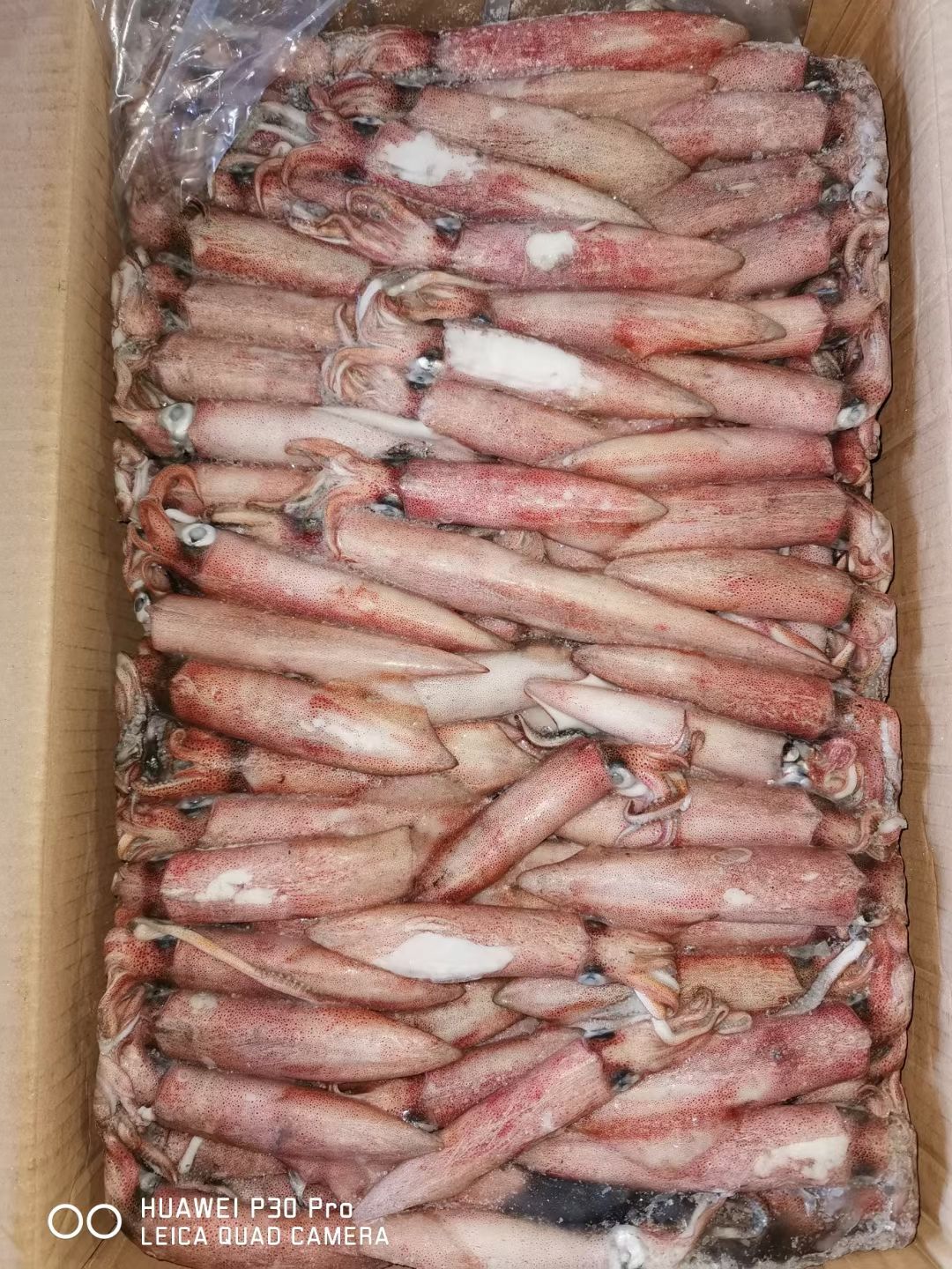  鱿鱼，印尼红鱿，23456号鱿全规格，钓口，灯光，陆冻，岸冻