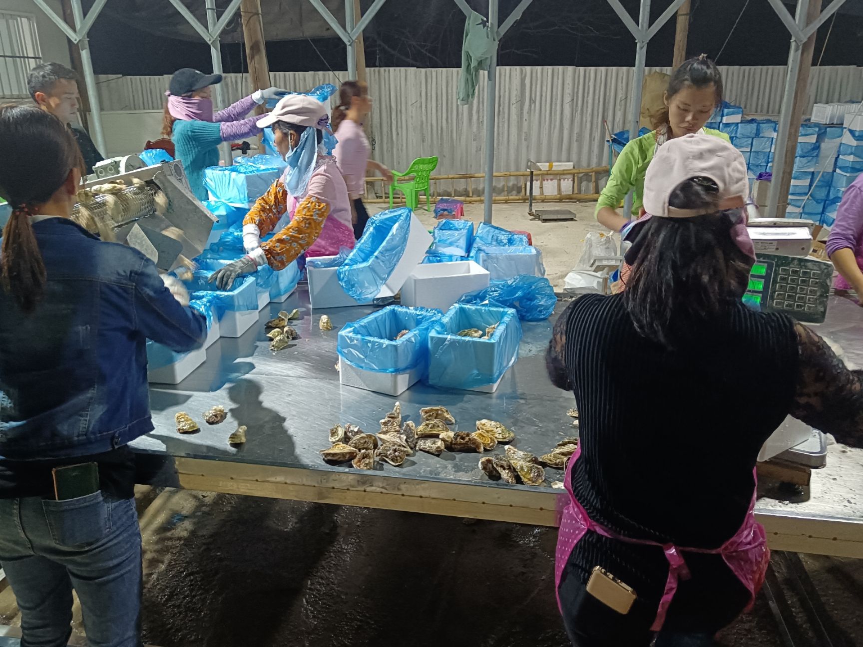 牡蛎  【精品】福建蚝三斤小包装大量供应货源质优价廉欢迎电联量大从优