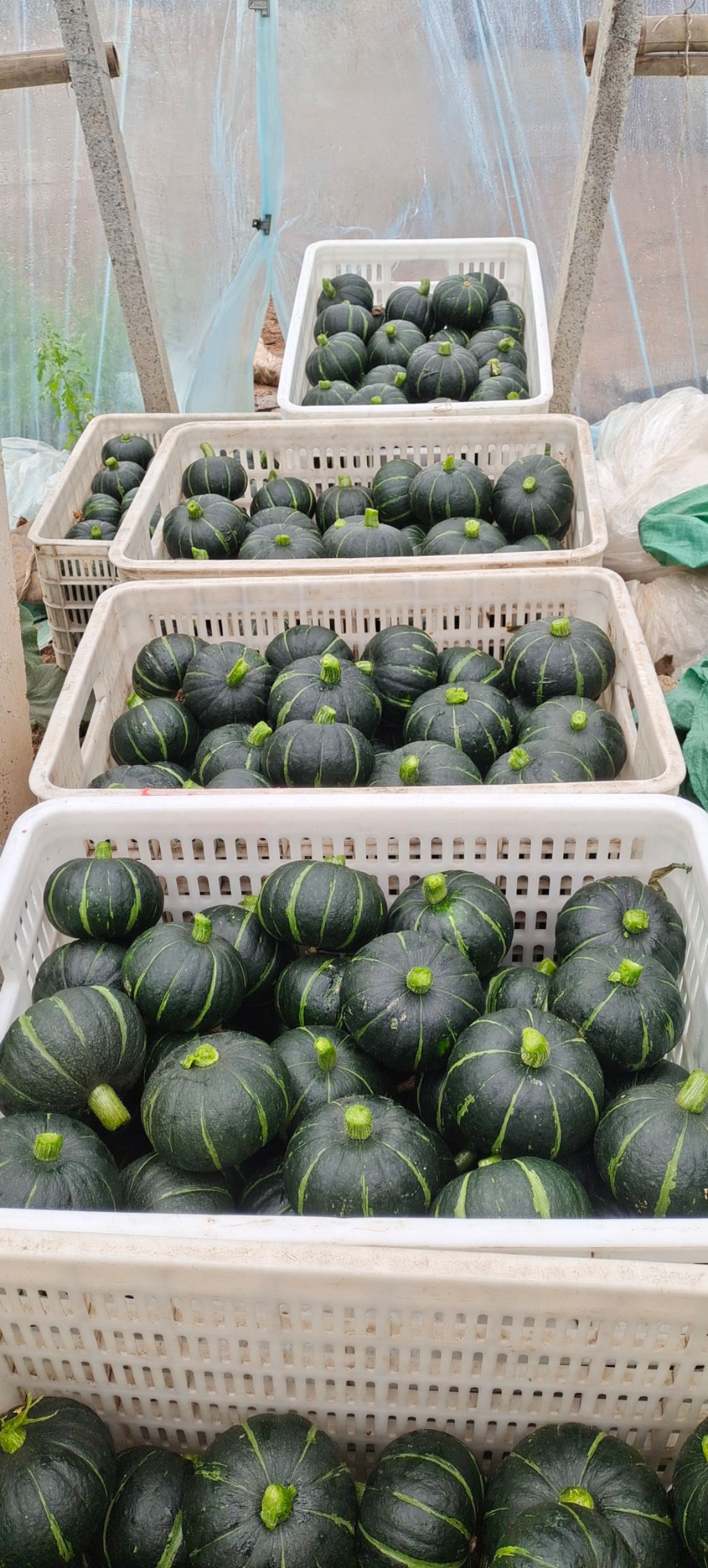 贝贝南瓜 山东省潍坊市寿光市 0.8~1.5斤