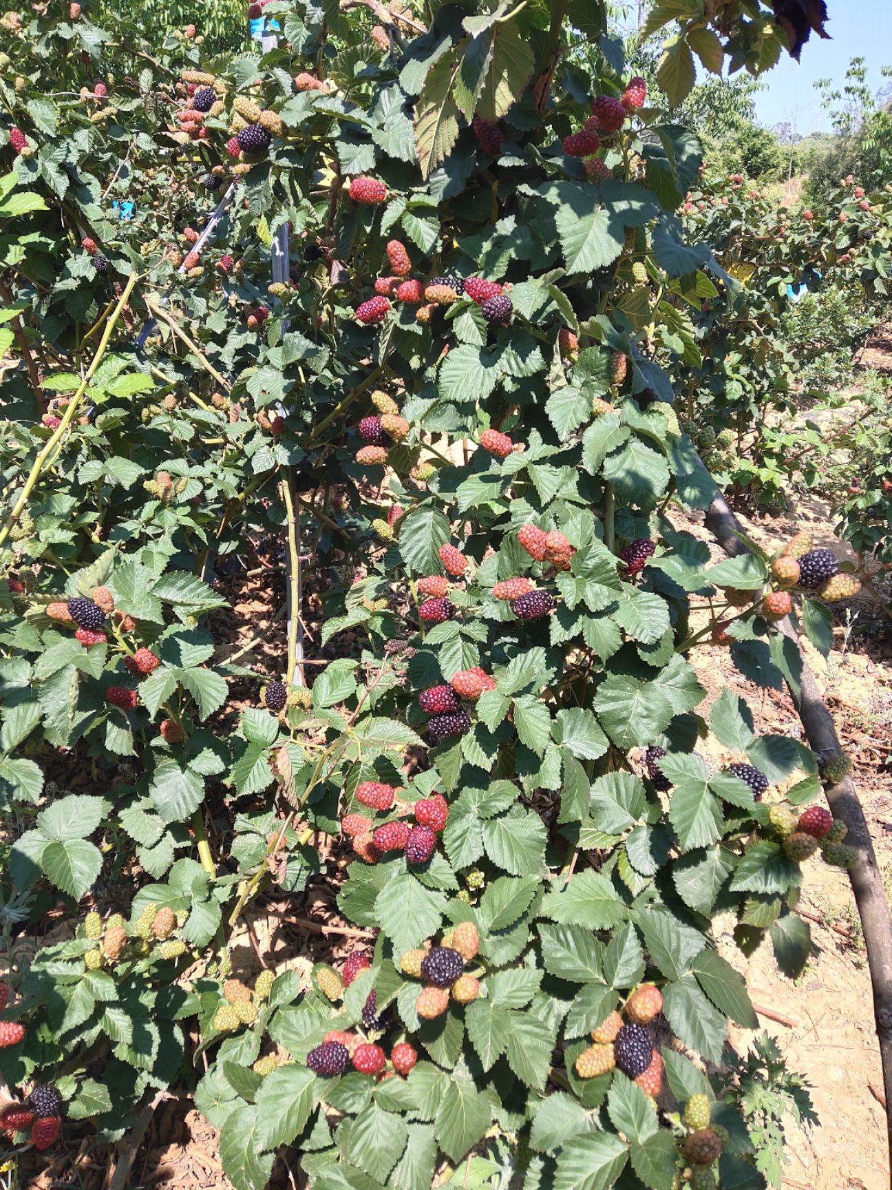 黑莓  黑树莓  果 苗