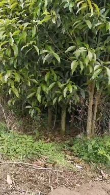 江山市浙江精品桂花树 产地批发 一手货源 视频看货月桂  金桂丹桂