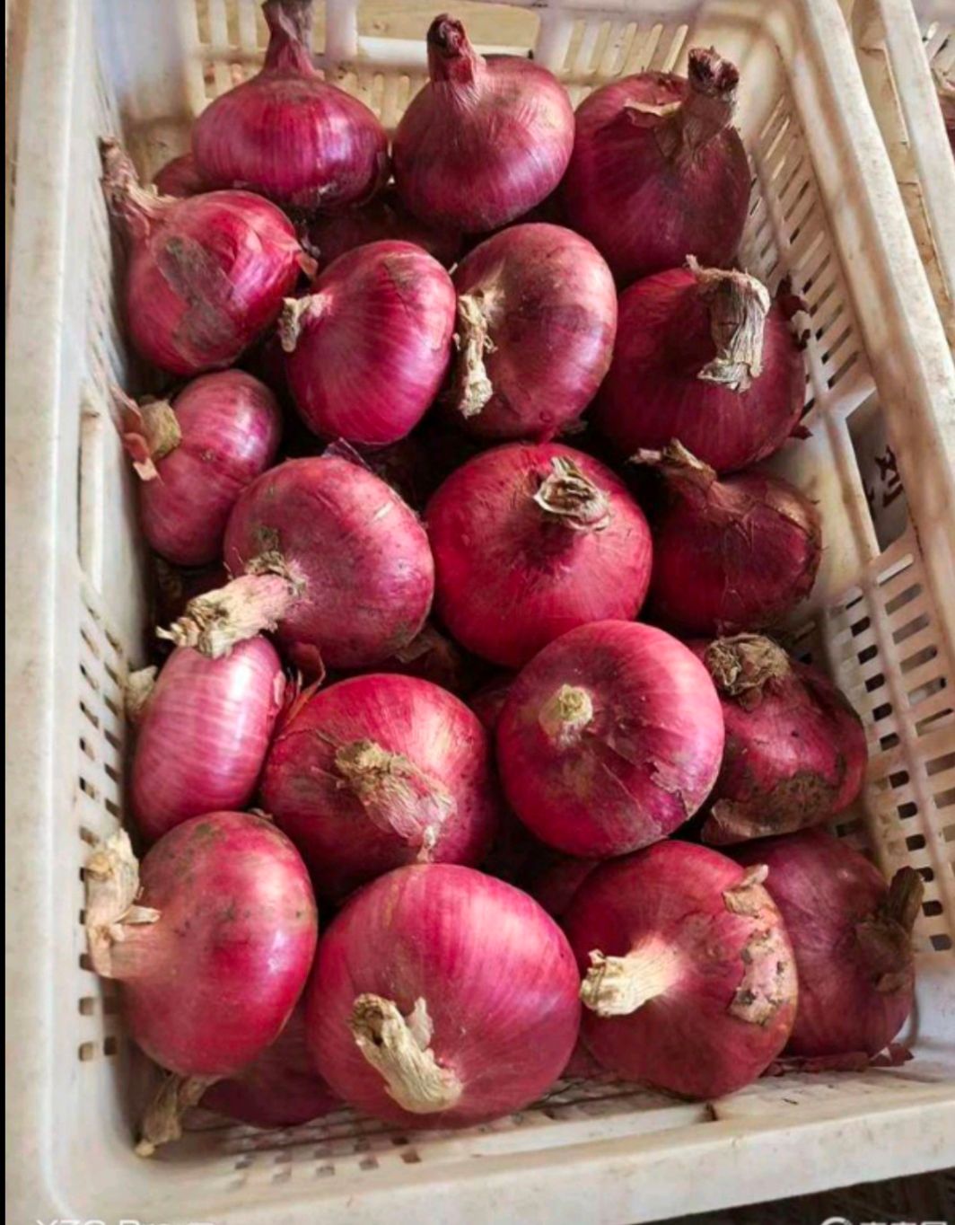 红皮洋葱  聊城二红洋葱基地种植，月底大量上货！